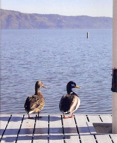 The Mallard House Inn Lakeport Ανέσεις φωτογραφία
